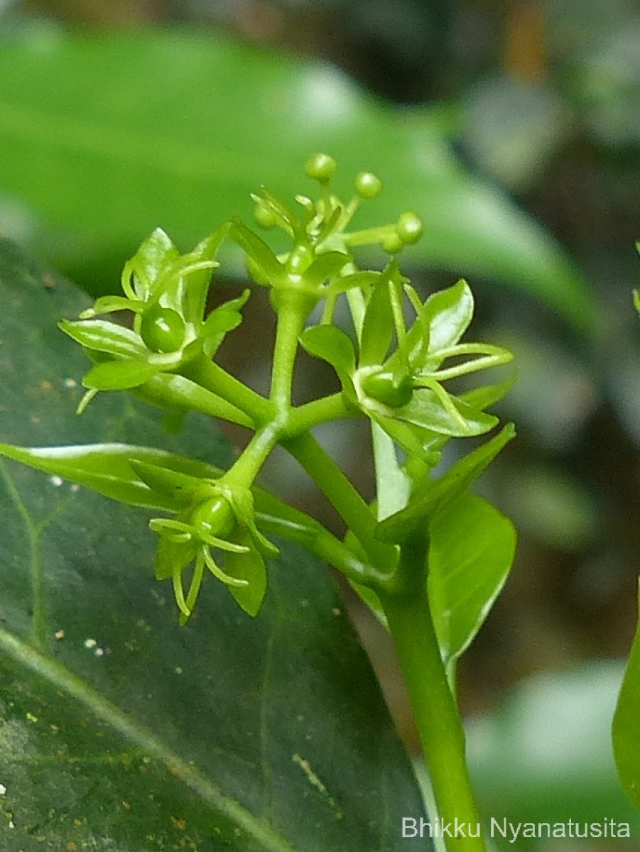 Blachia umbellata (Willd.) Baill.